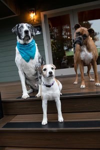Ziggy (Abi), Sammy (Margaret) RIP / Zoey (Caroline) 